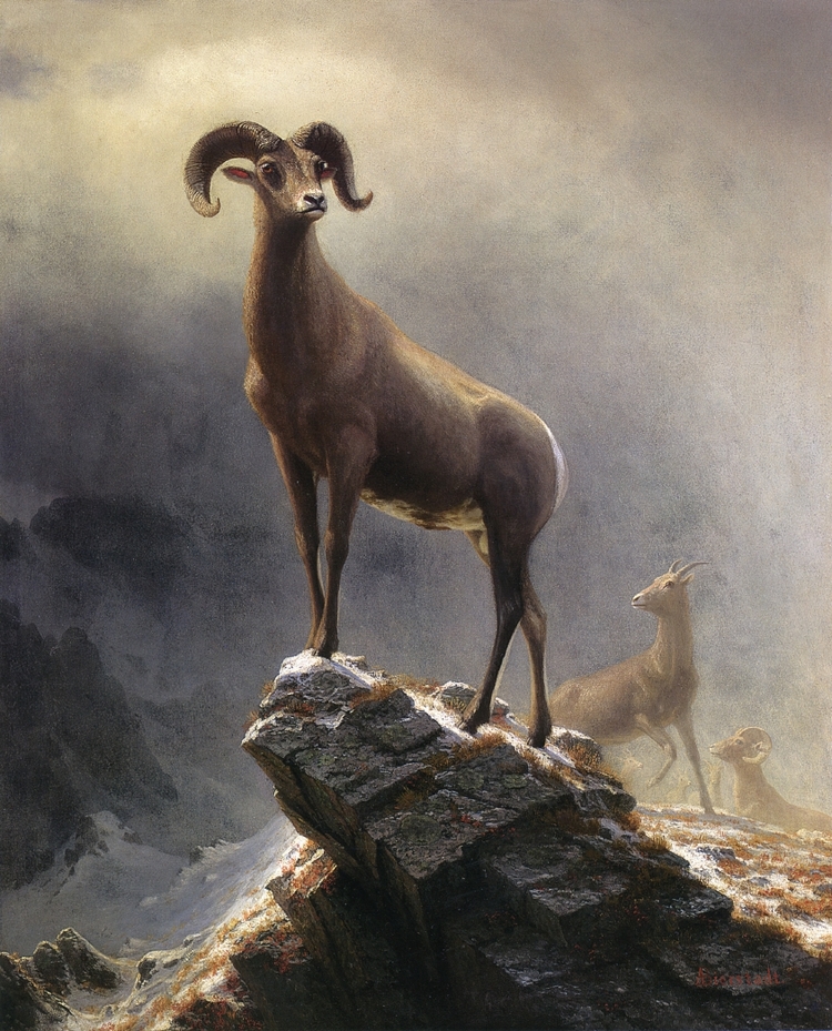 Albert Bierstadt Paintings Rocky Mountain Sheep